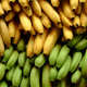Illustration for article titled A Fungus Is Destroying The Worlds Bananas